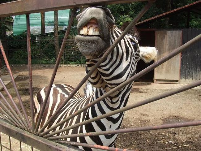 今日の一番！<br />シマウマ君です！！！<br />とってもナイスな表情を連発してくれました(笑)<br />前歯むき出しまくりっす！