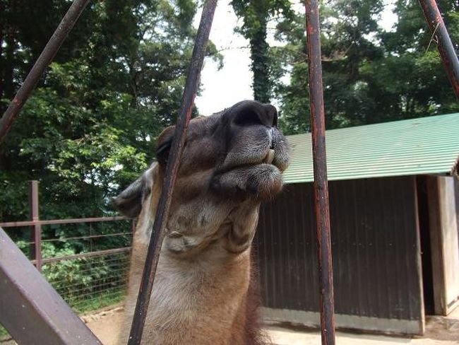 ラマ君。<br />君もなかなかの食いつきっぷりでしたね。<br />園内では動物のエサを500円で販売しています。<br />3人でバケツ一つ分を買って、いろんな動物にエサをあげました。