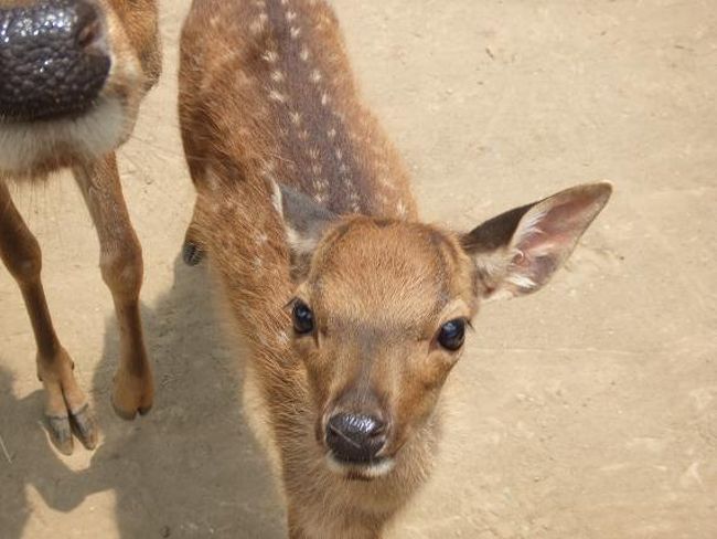 バンビちゃんです〜♪♪♪<br />かわいかった！