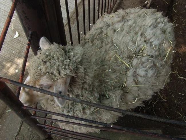 ひつじ君。<br />ちょっと干草にまみれすぎでしょう。。。