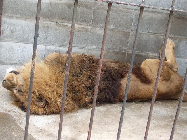 百獣の王ライオンさま。<br />やっぱ暑さには勝てねっす（＾＾；）<br />ひっくり返って寝てました。