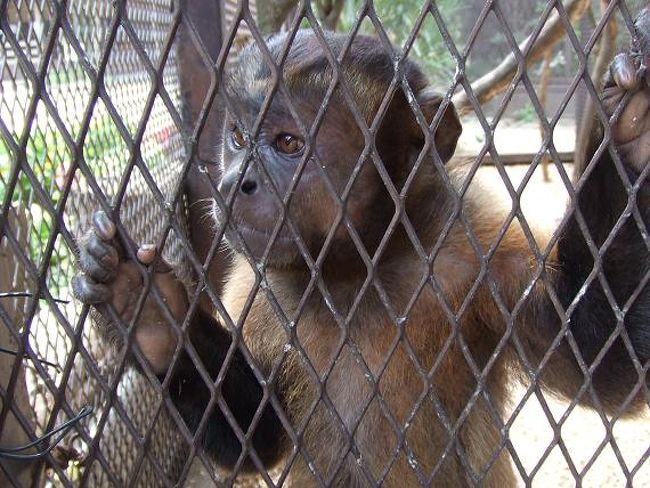 なんとかサルって言うんだけど、名前長くて忘れちゃいました。<br />かんぺいちゃんっぽくて、かわいいんです☆