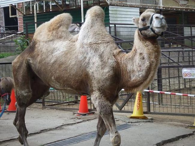 らくださんにも乗れるそうです。<br />歩いてる時、こぶがぷるぷる揺れてました。