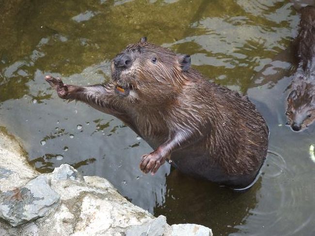 最初行った時は巣に隠れていなかったビーバーたち。<br />ちょっと真昼すぎて涼しくなってきたくらいに現れました！<br />『ちょっとちょっとあんた！！』ってなカンジで立ち上がったビーバーちゃん☆
