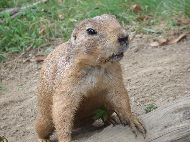 プレーリードッグ。<br />ちょこちょこと歩き回ります。<br />鳥のエサでつったら、目の前まで来てくれました。<br />カワイカッタ〜（−−*）