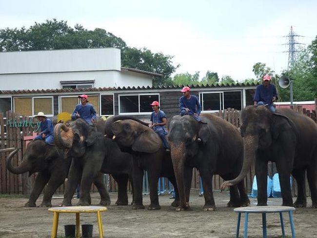 12時半からのゾウさんショーを見ました！！！<br />やっぱりショーは楽しいです☆<br />子供たちがうらやましかった！！<br />申し込みをしておけば、ショーの後にゾウさんに乗れるのです。<br />（私達は今回遠慮しときました。。。）