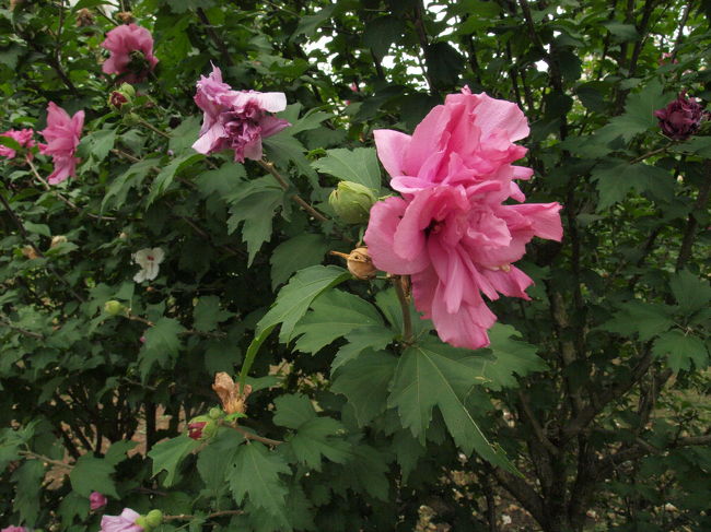 植物園のなか１
