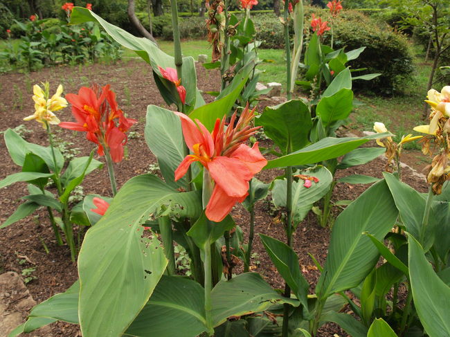 植物園のなか２