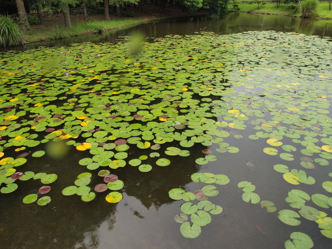 植物園のなか３