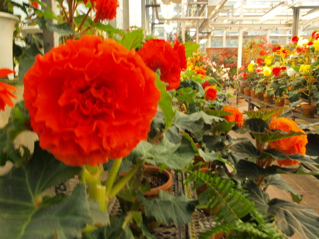 植物園のなか４