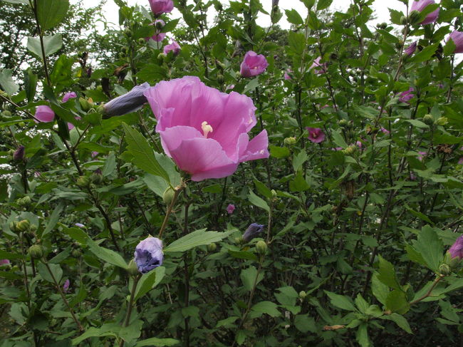 植物園のなか５
