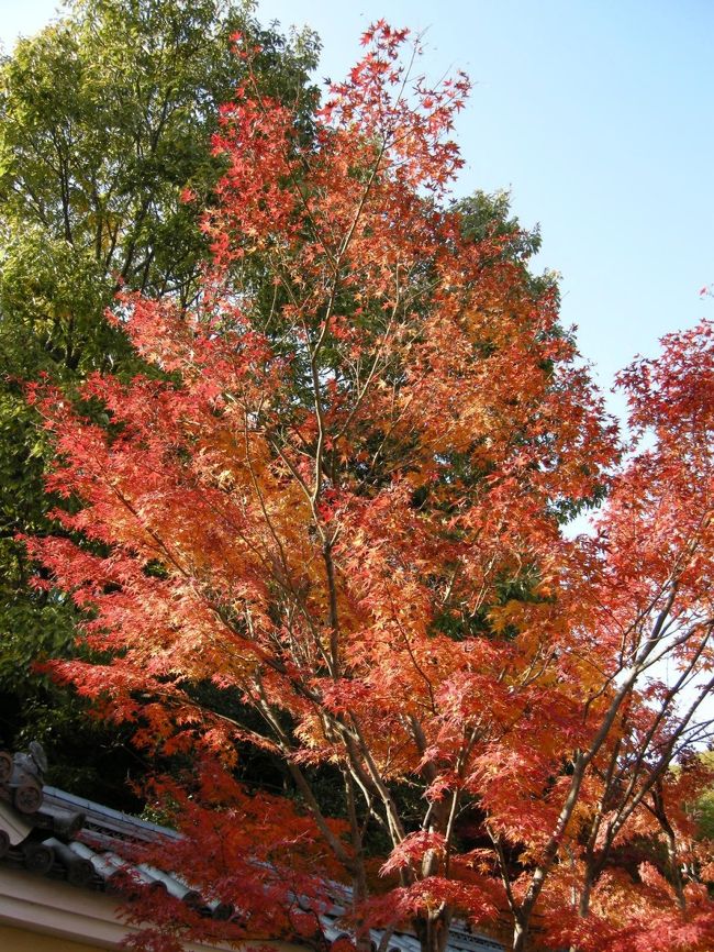 さて、ここからはしばらく紅葉の写真です。<br />きれい♪きれい♪