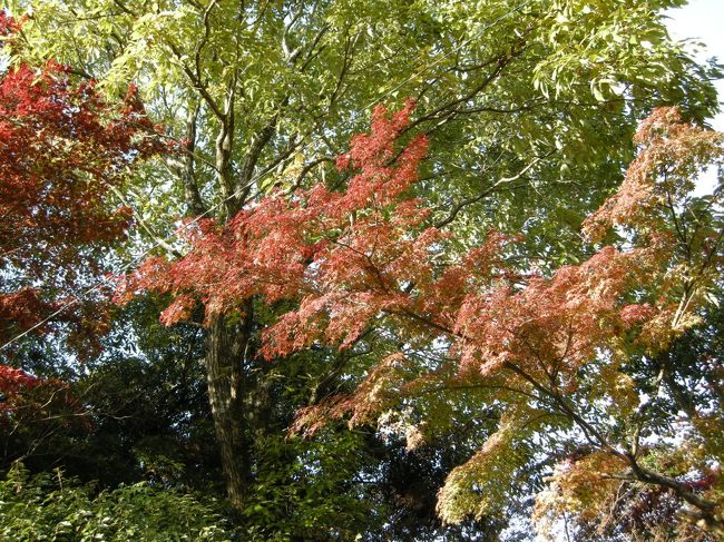 光明寺の紅葉（≧▽≦）