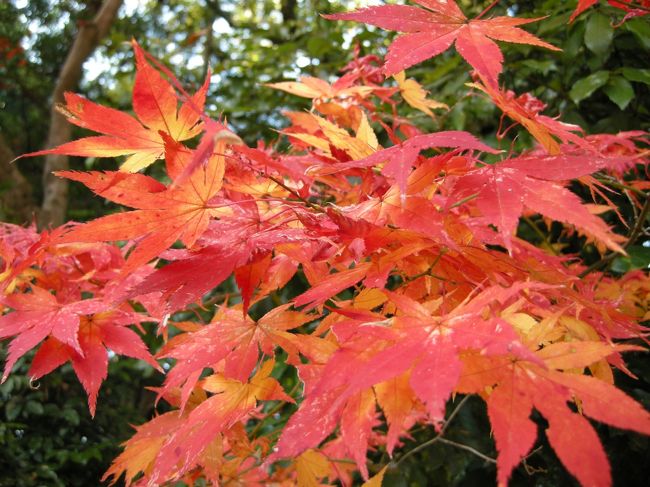 光明寺の紅葉（≧▽≦）