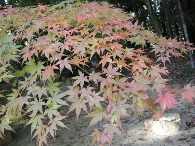 光明寺の紅葉（≧▽≦）