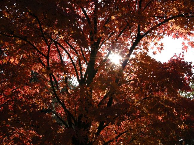 光明寺の紅葉（≧▽≦）