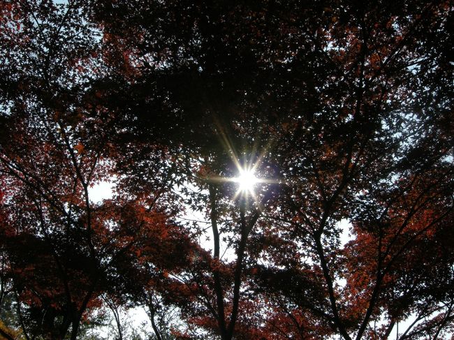 今度はしばらく清水寺の紅葉です。<br />この写真が特にお気に入りで、一時期壁紙にもなってました。<br />