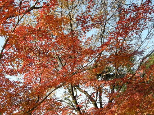 一番好きなのは真っ赤に紅葉したモミジ。<br />きれいだよね〜（VvV）