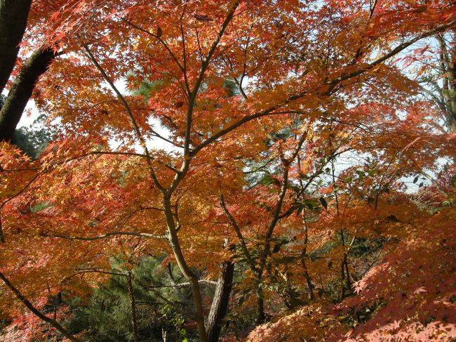 同じような写真に見えるけど、１つ１つ違うんだよね。<br />色も、形も。それが魅力的だぁ☆