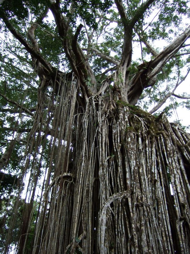 本日の第1目的地、カーテンフィグツリー。<br /><br />運のいい事に、この日は雨が降ってても、<br />観光の為に降りると雨が止んでくれました♪<br />