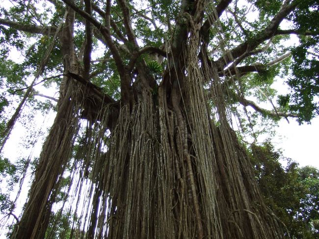 ラピュタの後半シーン、<br />飛行石を抱えた大きな木の根っこが<br />ラピュタと共に天に昇って行くという<br />モデルになった木だそうです。<br /><br />迫力があって、とても不思議な木でした。<br /><br />周囲の木は普通に立ってるのに、<br />この木だけが絞め殺され、こんな形に。