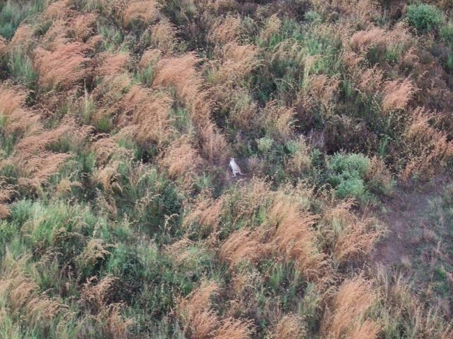 途中、高度を下げるので、もうおしまいか、<br />と思ってると、そこはカンガルーポイント！<br /><br />野生のカンガルーが、ぴょんこら跳ねてました。<br />かなりの数見れて満足！<br /><br />そして、再び高度を上げて、着陸地点へと向かいます。