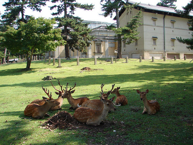 奈良国立博物館開館前の時間帯に、奈良公園へ。既に気温は上昇。鹿も木陰に集まってました。