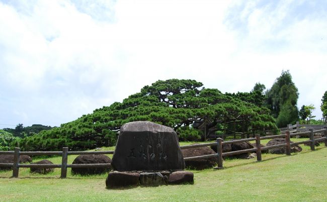 高さ6m幹の周りが4.3mの<br /><br />国指定天然記念物の松