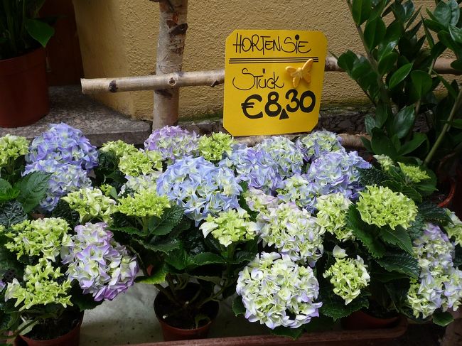 アジサイの花<br /><br />他の土地でも家の庭などにアジサイが咲いておりました。<br /><br />アジサイというと日本では雨の中見るのがキレイっていう感じですが、<br />処変われば、太陽の下のアジサイがキレイだな〜と感じました。