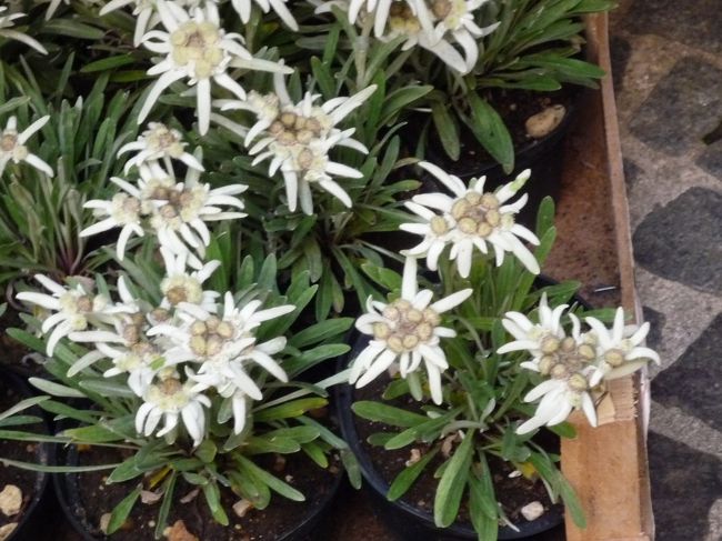 山では見れなかった、エーデルワイス♪<br />結構、大きな花を咲かせています。