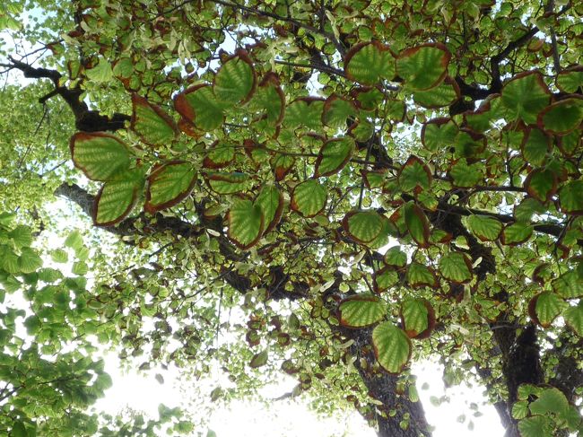 見上げると木々から木漏れ日が