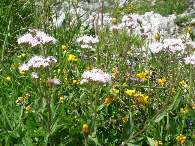 高山植物が<br /><br />とーーーーーっても、きれいに咲いておりました<br />Ｏ(≧∇≦)Ｏ イエイ!!<br /><br />しばし、御覧下さいませ☆