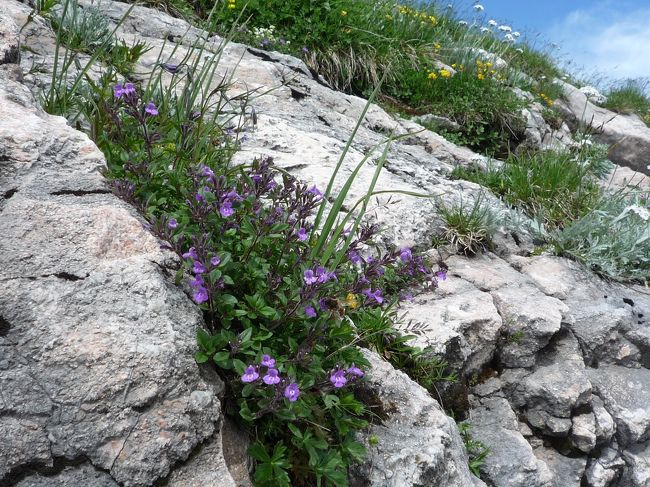 と、一気にご覧いただきました☆<br /><br />この間に山の上のカフェでお茶をしております（笑<br /><br />後半はちょっと風が強かったですが、<br />雨が降らないと思えばどってことないです！<br /><br />本当に来て良かった♪<br /><br />それにしても、サウンドオブミュージックの撮影場所ってどこだろう？<br />映画を見た限りじゃ平坦な草原の上を踊りながら歌ってる気がするのですが、<br />もうちょっと下の方にあるのかな？？<br /><br />まあ、とにもかくにも満足満足<br /><br />また列車に乗って下に向かい、バスで一路今夜の宿泊先バートイシュルへ。