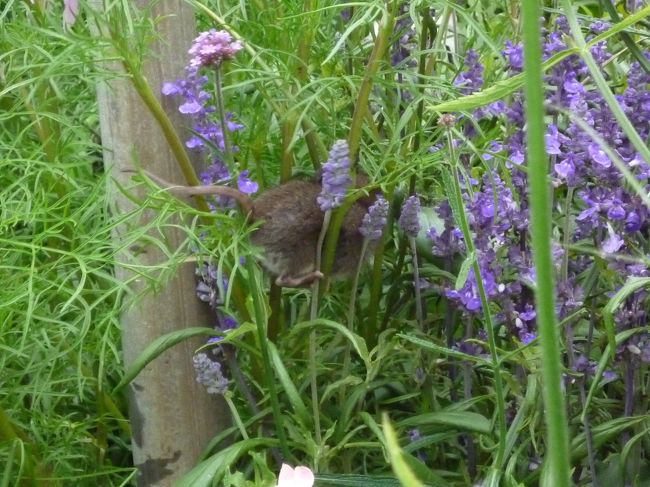 さてさて、ハルシュタットから戻ってきました。<br /><br />ホテルにいったん戻って、バートイシュルの街へ散策に出ました。<br /><br />さて、問題<br />←には何が見えるでしょう。<br /><br /><br /><br /><br /><br /><br />正解は<br /><br />ネズミです<br /><br />なんか、可愛らしかったので撮ってみました（笑