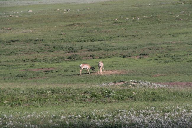 鹿の群れも草を食べていました