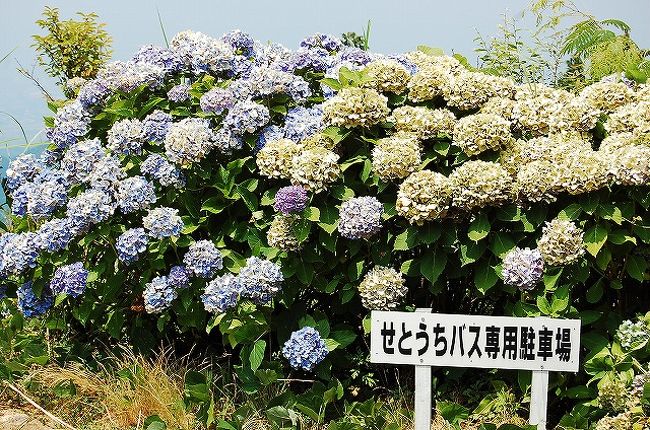 高松でレンタカーを借り（いつものDemio）、高速で愛媛方面に戻って、まずは2月に雪の為に行くことができなかった、第60番･横峰寺に行きました。<br /><br />冬季は通行止めになることが多いというお寺だけあって、くねくねとした山道を6km以上上っていきます。<br />多分大型のバスとかはここまで上って来れないのかも。途中の駐車場から「せとうちバス」が運行しているようです（このバスも冬季は運行していませんでした。）。<br />車で来る場合には、通行料がかかります。<br />普通車は（往復）1800円。<br />高い！…でも、恐らく私道と思われるこの山道を整備するのはお金がかかるんだろうなー。