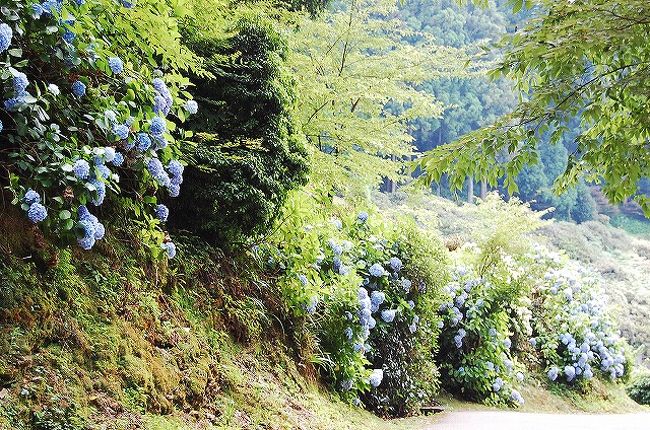 駐車場にも、そして、駐車場からお寺に至る道の途中にも、ずっとアジサイがありました。<br /><br />もう半分枯れかけていたけど。<br />この暑さじゃねぇ…。<br /><br />でもきれいです。<br />