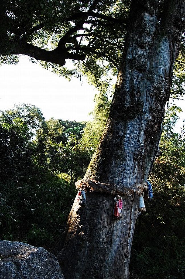 パワーのありそうな木。<br />ご神木っていうんでしょうか。<br />