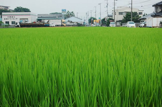 田んぼの緑もあざやか。