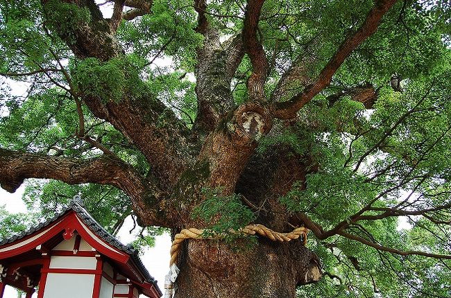 この〜木〜、何の木、気になる木〜♪<br /><br />って言うか、超巨木です！