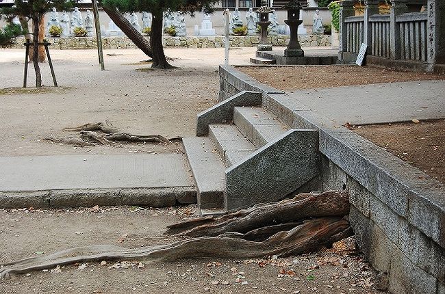 祭壇も突き破って、成長。<br />パワフル！