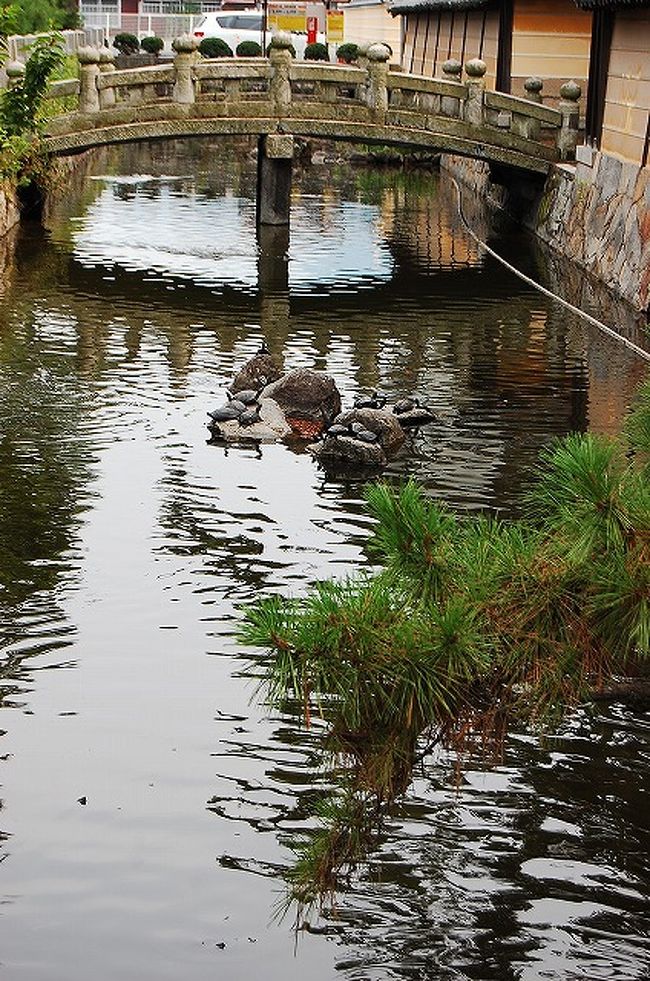 亀がわんさかいます。<br />鯉並みに餌を求めて近寄ってきて、首を伸ばして口をパクパクさせたり、びっしりと岩の上に並んで甲羅干ししてたり…。<br /><br />大量にいると怖い。