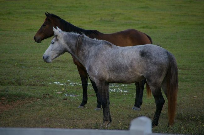 今回は初の乗馬も体験！奥にいる馬に乗馬