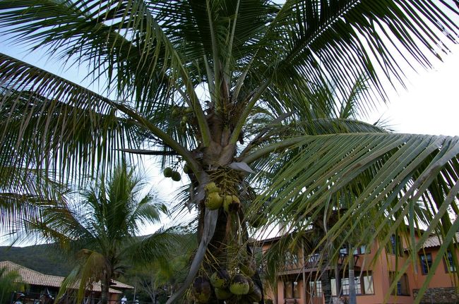 喉が渇いたら木に登ってココナッツとって冷やして飲んでました