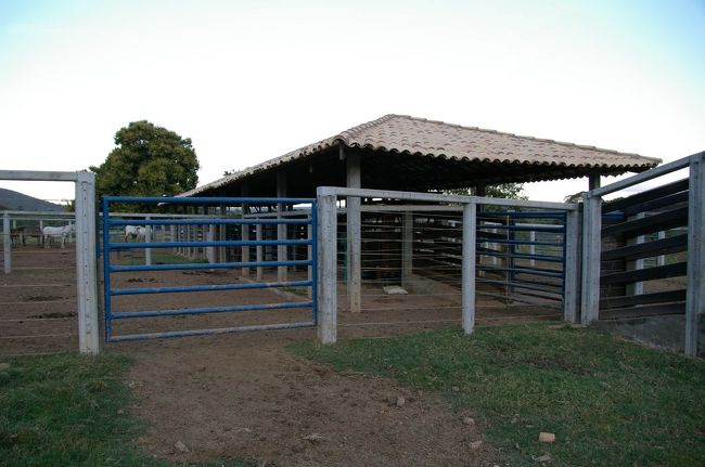 育てた牛をこのケージの中に入れて