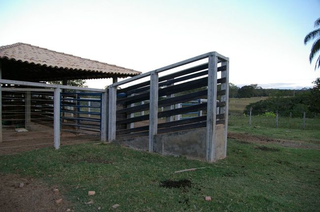 ここで量って売りに出します。この牧場は食肉用なので一頭９００ドルくらいの値がつくとか