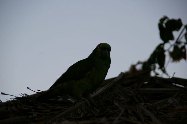 こんな野鳥まで飛んできます。てなずけているのか、呼ぶと飛んできます<br />ローロという名前らしい