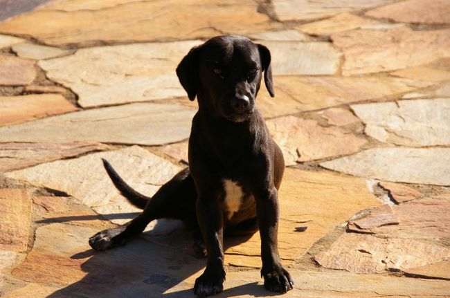 飼っている犬も放し飼い。馬と仲良く毎朝散歩しているらしい