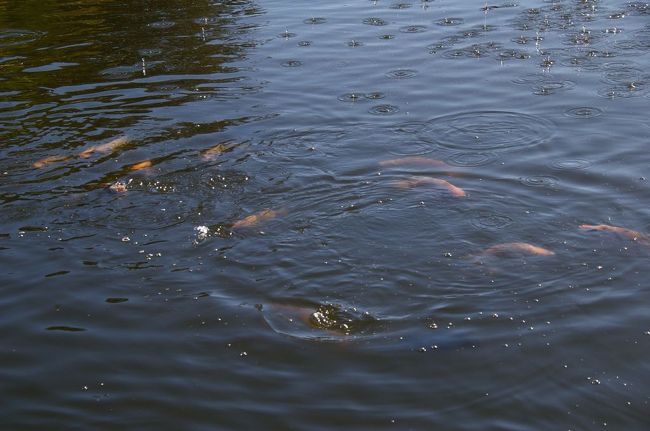 別に池もあり、ここの淡水魚はグリルするとおいしいらしい
