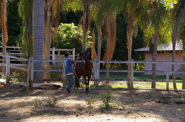 ここで飼育している馬を走らせ馬の販売も手がけている